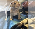 Puppy Penelope Olde English Bulldogge