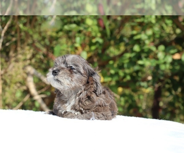 Medium Photo #20 ShihPoo Puppy For Sale in DYERSBURG, TN, USA