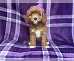 Small #3 Cavapoo