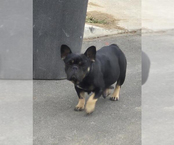 Medium Photo #1 French Bulldog-Unknown Mix Puppy For Sale in San Antonio, TX, USA