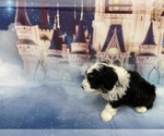 Small Photo #33 Aussiedoodle Miniature  Puppy For Sale in COMMERCE, MI, USA