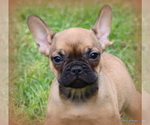 Small Photo #47 French Bulldog Puppy For Sale in WINNSBORO, TX, USA