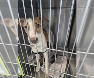 Mutt Dogs for adoption in San Antonio, TX, USA