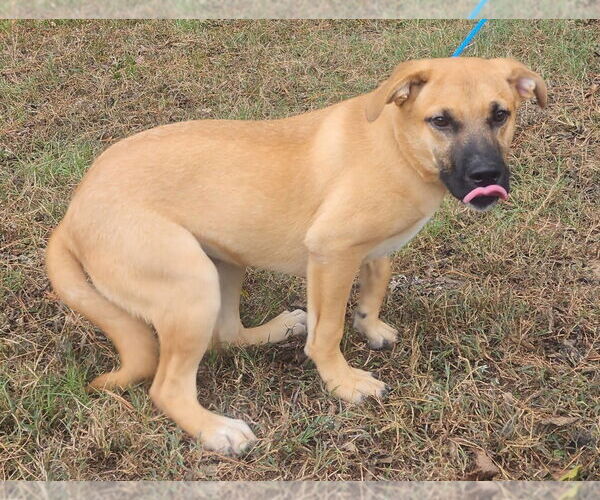Medium Photo #3 Labrador Retriever-Unknown Mix Puppy For Sale in Wetumpka, AL, USA