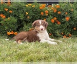 Small #3 Border Collie-Bordoodle Mix