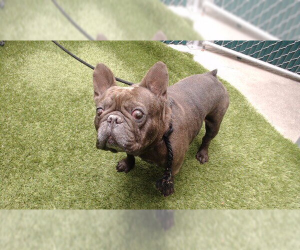 Medium Photo #1 French Bulldog Puppy For Sale in Downey, CA, USA