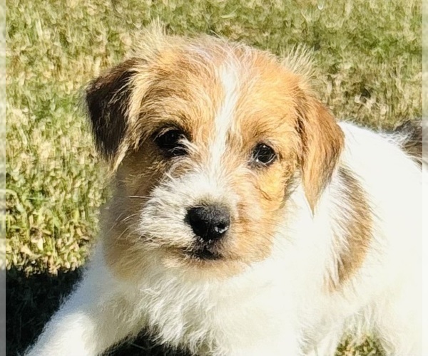 Medium Photo #3 Jack Russell Terrier Puppy For Sale in FOYIL, OK, USA