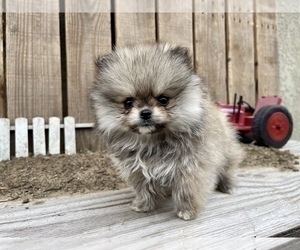 Pomeranian Puppy for sale in HAYWARD, CA, USA