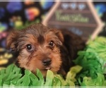 Small Photo #6 Yorkshire Terrier Puppy For Sale in AKRON, OH, USA