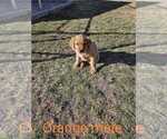 Small Photo #2 Golden Retriever Puppy For Sale in PIPESTONE, MN, USA
