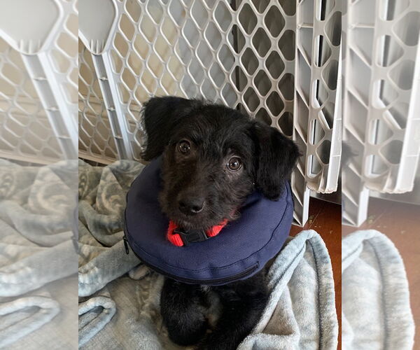 Medium Photo #5 Labradoodle Puppy For Sale in Wheaton, IL, USA