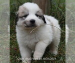 Puppy Puppy 9 Great Pyrenees