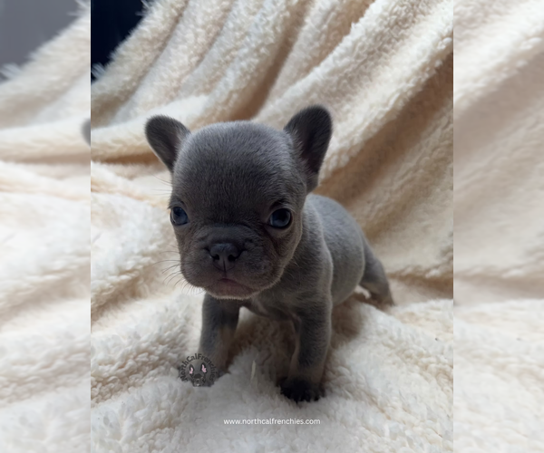 Medium Photo #3 French Bulldog Puppy For Sale in SACRAMENTO, CA, USA