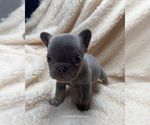Small #2 French Bulldog