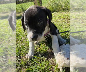 Duffie - Male Bulldog-Unknown Mix Dog for Adoption - Photo #5