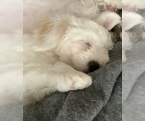 Papichon Puppy for sale in CANASTOTA, NY, USA