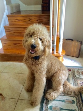Medium Photo #1 Goldendoodle Puppy For Sale in GEORGETOWN, IN, USA
