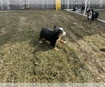 Small #11 Bernese Mountain Dog