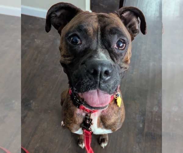 Medium Photo #6 Boxer Puppy For Sale in Burnsville, MN, USA