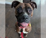 Small #5 Boxer