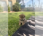 Small Photo #7 Shiba Inu Puppy For Sale in YUCCA VALLEY, CA, USA