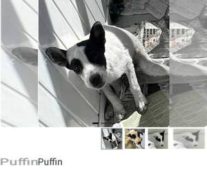 Mutt Dogs for adoption in Martinsburg, WV, USA
