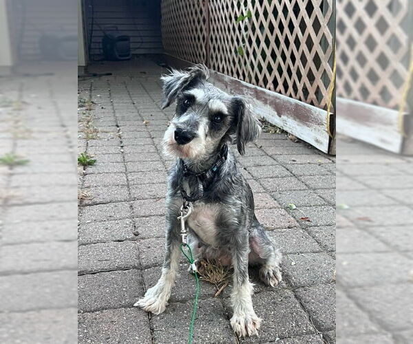 Medium Photo #4 Mutt Puppy For Sale in Brooklyn Center, MN, USA