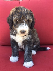Bernedoodle Puppy for sale in LAS VEGAS, NV, USA