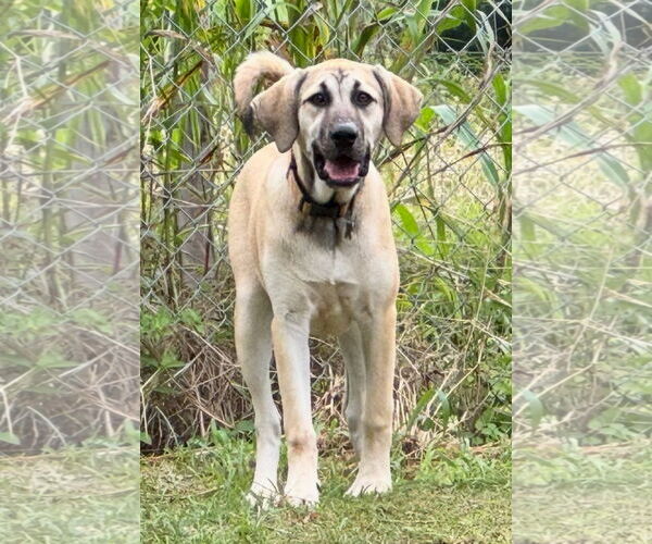 Medium Photo #32 Anatolian Shepherd-Rhodesian Ridgeback Mix Puppy For Sale in Higley, AZ, USA