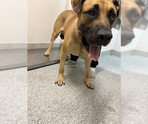 Mastiff Dogs for adoption in Houston, TX, USA