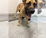 Small Mastiff