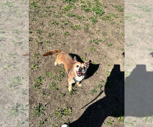 Border Terrier-Chihuahua Mix Dogs for adoption in Minneapolis, MN, USA