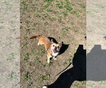 Small Border Terrier-Chihuahua Mix