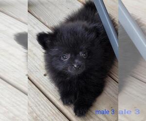 Pomeranian Puppy for Sale in CONKLIN, New York USA