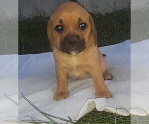 Puggle Puppy for sale in CLARE, IL, USA