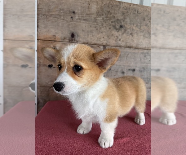 Medium Photo #12 Pembroke Welsh Corgi Puppy For Sale in VERMONTVILLE, MI, USA