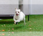 Small #2 Chihuahua Mix