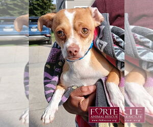 Chihuahua-Unknown Mix Dogs for adoption in Marina del Rey, CA, USA