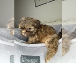 Small #6 Shih Tzu
