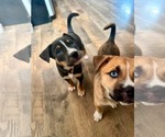 Small #2 American Staffordshire Terrier Mix