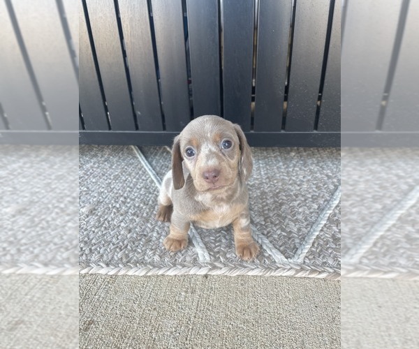 Medium Photo #1 Dachshund Puppy For Sale in KATY, TX, USA