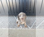 Small Photo #1 Dachshund Puppy For Sale in KATY, TX, USA