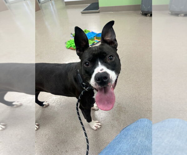 Medium Photo #2 Mutt Puppy For Sale in La Porte, IN, USA