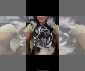 French Bulldog Puppy for sale in COLUMBUS, OH, USA