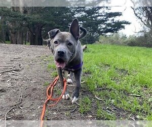 American Pit Bull Terrier-Labrador Retriever Mix Dogs for adoption in San Francisco, CA, USA