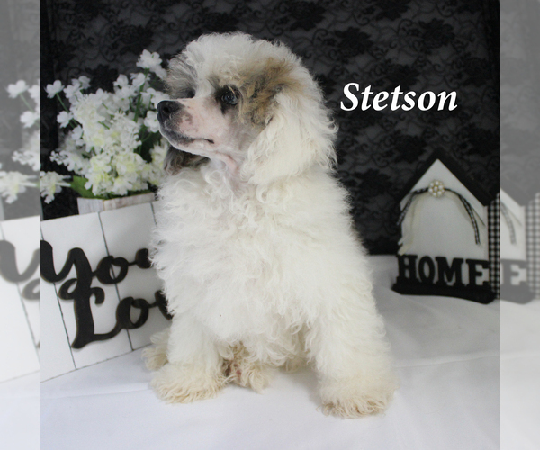 Medium Photo #16 Poodle (Miniature) Puppy For Sale in CHANUTE, KS, USA