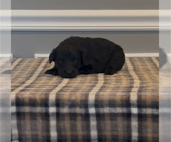 Medium Photo #90 Bernedoodle-Labradoodle Mix Puppy For Sale in MILFORD, NJ, USA