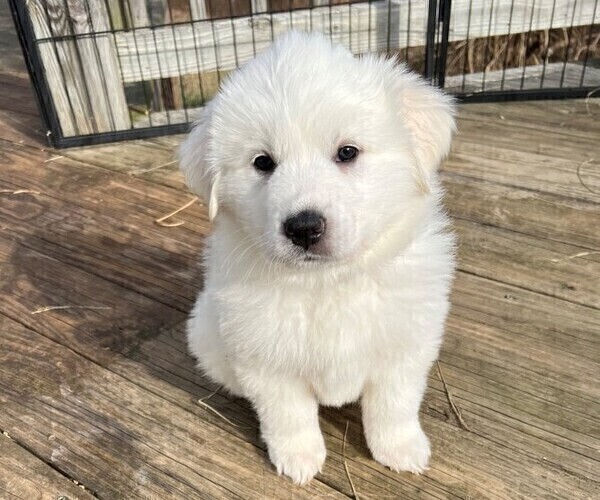Medium Photo #7 Great Pyrenees Puppy For Sale in MOUNT AIRY, NC, USA