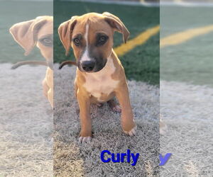 Mutt Dogs for adoption in Des Moines, IA, USA