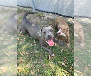 American Pit Bull Terrier-Unknown Mix Dogs for adoption in Texas City, TX, USA